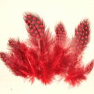 1-4" Spotted Guinea hen feathers 1/4 oz packet Body Plumage Red
