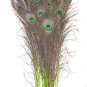 Peacock eye feathers Stem Dyed 100 LIME GREEN L 30-35"
