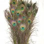 Peacock eye feathers Stem Dyed 100 LIME GREEN L 30-35"