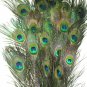 Peacock eye feathers Stem Dyed 100 KELLY GREEN L 30-35"