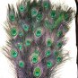 Peacock eye feathers Stem Dyed 100 BLACK L 30-35"