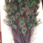 Peacock eye feathers Stem Dyed 100 BLACK L 30-35"