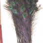 Peacock eye feathers Stem Dyed 100 BLACK L 30-35"