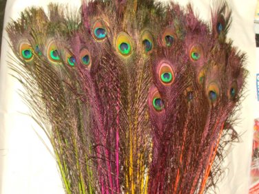 Peacock eye feathers Stem Dyed 100 NEON MIX L 30-35"