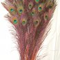 Peacock eye feathers Stem Dyed 100 ORANGE L 30-35"