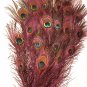 Peacock eye feathers Stem Dyed 100 RED L 30-35"