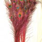 Peacock eye feathers Stem Dyed 100 RED L 30-35"