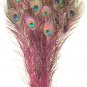 Peacock eye feathers Stem Dyed 100 HOT PINK L 30-35"