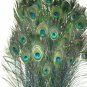 Peacock eye feathers Stem Dyed 100 TURQUOISE BLUE  L 30-35"