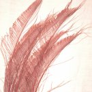 50  Peacock Sword Feathers Bleached & Dyed DUSTY ROSE 20-25" L