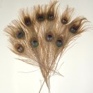 50 Peacock Feathers w Eyes Bleached & Dyed GOLDEN BROWN 10-15" L