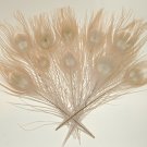 50 Peacock Eye Feathers EGGSHELL 10-15" L bleached & dyed