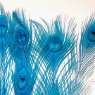 50 Peacock Eye Feathers TURQUOISE BLUE 10-15" L bleached & dyed