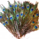 100 Peacock Eye Feathers 10-15" L Natural Iridescent