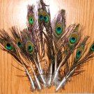 100 Peacock Tiny Eye Feathers 4-10" L Natural Iridescent