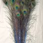 Peacock eye feathers Stem Dyed 100 ROYAL BLUE L 30-35"