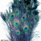 Peacock eye feathers Stem Dyed 100 ROYAL BLUE  L 30-35"