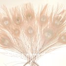 100 Peacock Eye Feathers EGGSHELL 10-15" L bleached & dyed