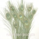 10 Peacock Feathers w Eyes Dyed CELEDON GREEN 30-35" L