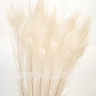 100 Peacock Eye feathers IVORY 30-35" Bleached & dyed