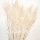 10 Peacock feathers w eyes IVORY 30-35" dyed