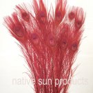 10 Peacock feathers w eyes BURGUNDY 30-35" dyed