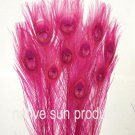 10 Peacock feathers w eyes HOT PINK 30-35" dyed 10 Peacock feathers w eyes HOT PINK 30-35" dyed