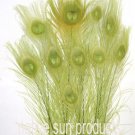 10 Peacock Feathers w Eyes LIME GREEN Bleached & dyed 30-35" L 10 Peacock Feathers w Eyes LIME GREEN Bleached & dyed 30-35" L