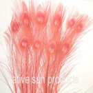 10 Peacock Feathers w Eyes CORAL Bleached & dyed 30-35" L