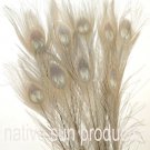 10 Peacock Feathers w Eyes Bleached & dyed GRAY 30-35" L