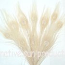 10 peacock 10-15" length IVORY Bleached & dyed