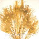 10 peacock 10-15" length GOLD Bleached & dyed