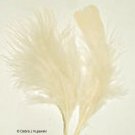 EGGSHELL Feathers Fluffy Marabou 1 oz (28 g) 3-8" L EGGSHELL Feathers Fluffy Marabou 1 oz (28 g) 3-8" L