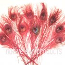 50 Peacock Eye Feathers RED 10-15" L bleached & dyed 50 Peacock Eye Feathers RED 10-15" L bleached & dyed