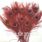 50 Peacock Eye Feathers BURGUNDY 10-15" L Bleached & dyed