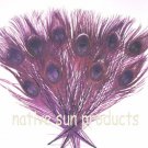 50 Peacock Eye Feathers PLUM PURPLE 10-15" L bleached & dyed