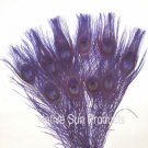 50 Peacock EYE Feathers REGAL PURPLE 10-15" L bleached & dyed