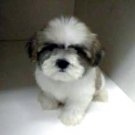 Maltese
