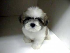 Maltese