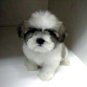 Maltese