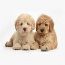 Dogs puppy cushion cover throw pillow case 18" both sides print