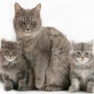 Cats kittens cushion cover throw pillow case 18" both sides print