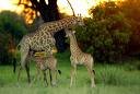 Cape Town and Sabi Sand - 7 Days Safari