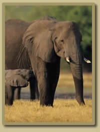 Kruger Park - 4 Days Sabi Sand Safari