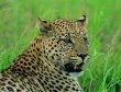 Botswana - Leopard Safari 10 days