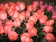 Peach Roses