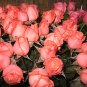 Peach Roses