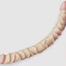 Raging 18" Double Dong Double Head Dildo