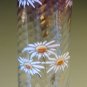 Early Tall Glass Vase Enamelled Daisy Flower Design