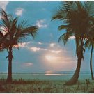 Florida Palm Trees at Sunrise Postcard Florida Natural Color #0057